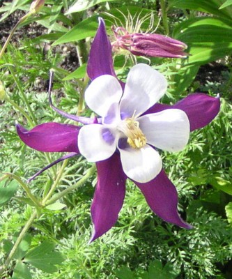 Garten Salzhof 2.JPG