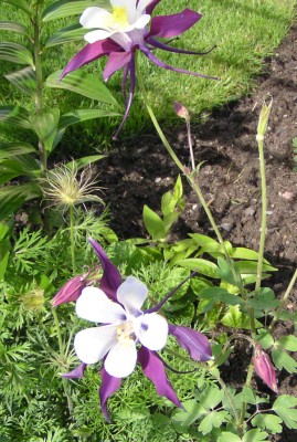 Garten Salzhof.JPG