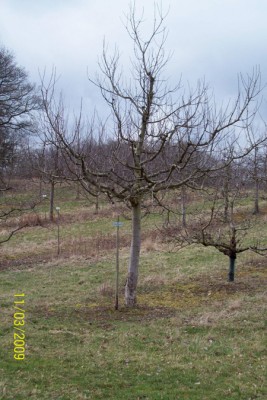 Obstbäume 017.jpg