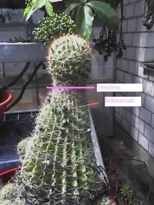 Kaktus bearb.jpg