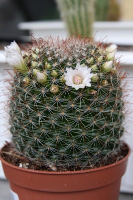 Unbekannte Mammillaria 2 - 1.jpg