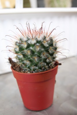 Unbekannte Mammillaria 1 - 2.jpg