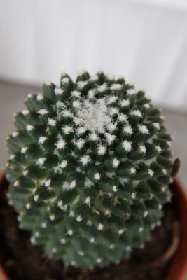 Unbekannte Mammillaria 3 -  2.jpg