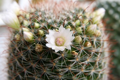 Unbekannte Mammillaria 2 - Blüte.jpg