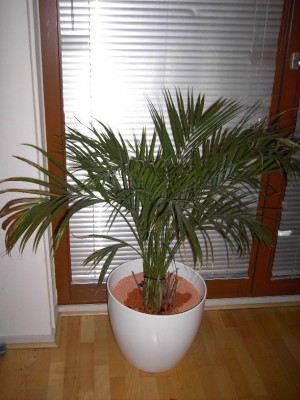 areca1klein.JPG