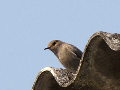 Hausrotschwanz-Weibchen.JPG