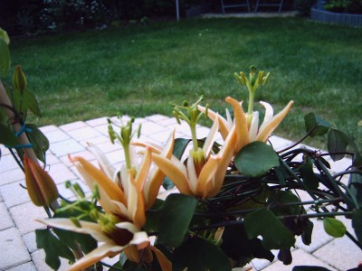 Garten lll 002.jpg