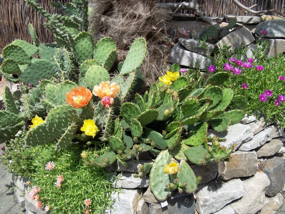 Projekt Kakteen- und Sukkulentenbeet - Gartenplanung & Gartengestaltung