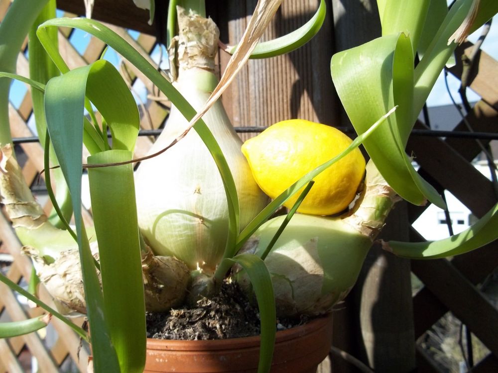 Falsche Meerzwiebel Ornithogalum longibractaeum Beliebte Pflanzen & Erfahrungen GREEN24