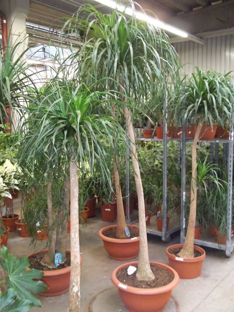 Elefantenfuß Beaucarnea recurvata Beliebte Pflanzen & Erfahrungen
