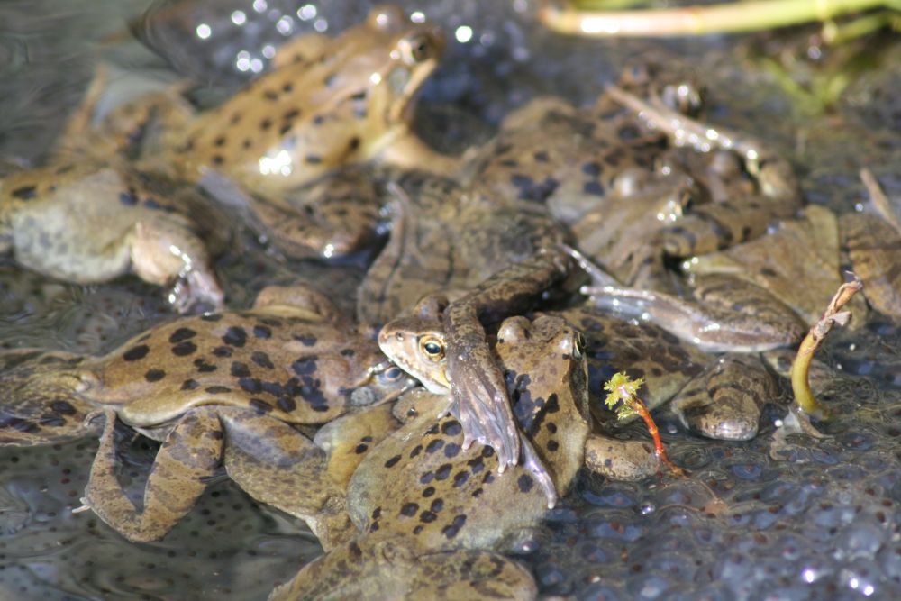 44+ Froschplage Im Teich, Ganz nebenbei bringen frösche im eigenen