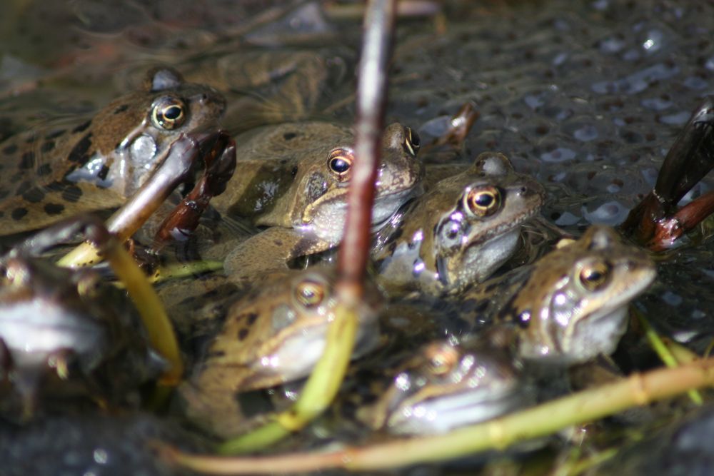 Frosch Grasfrosch? JA! Tiere & Tierwelt GREEN24 Hilfe Pflege Bilder
