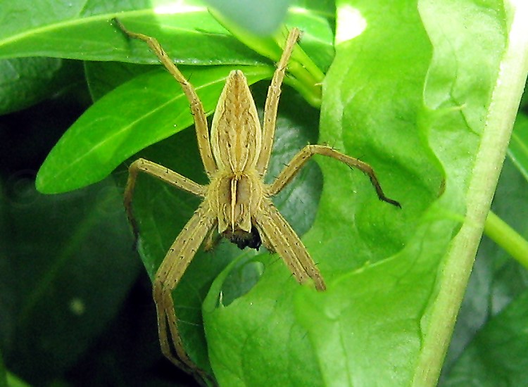 Spinnen in unserem Garten 20092015 Tiere & Tierwelt GREEN24 Hilfe