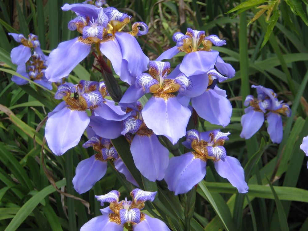Neomarica die südamerikanische Iris PflanzenMagazin Pflanzen