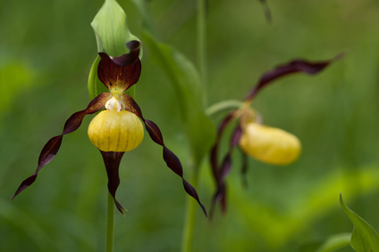 Orchideen In Den Garten Freiland Auspflanzen Winterhart
