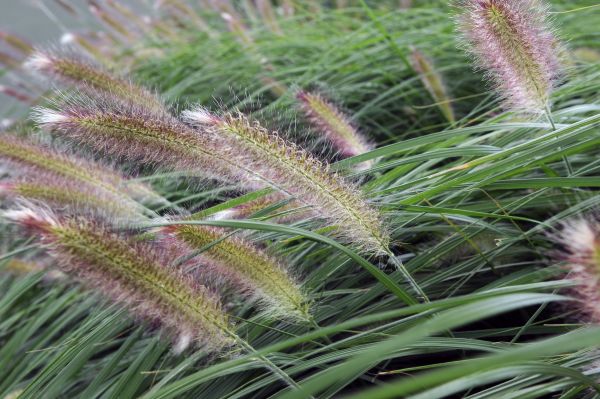 Gräser im Garten 10.000 Arten in mehr als 650 Gattungen Garten