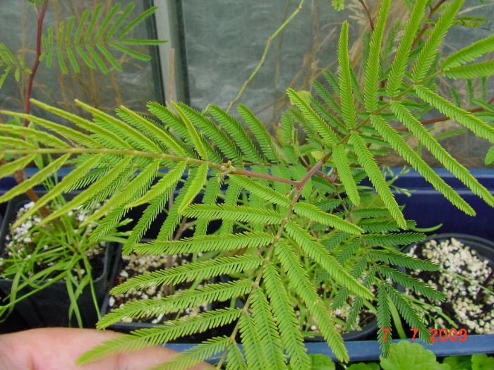 Welche Akazie ist das wohl? Pflanzenbestimmung & Pflanzensuche