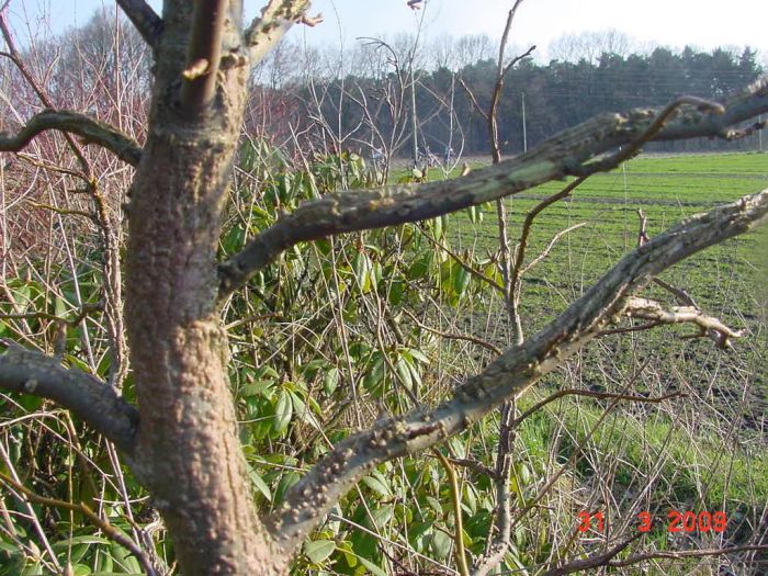 Amberbaum mit komischer Rinde Pflanzenkrankheiten & Schädlinge