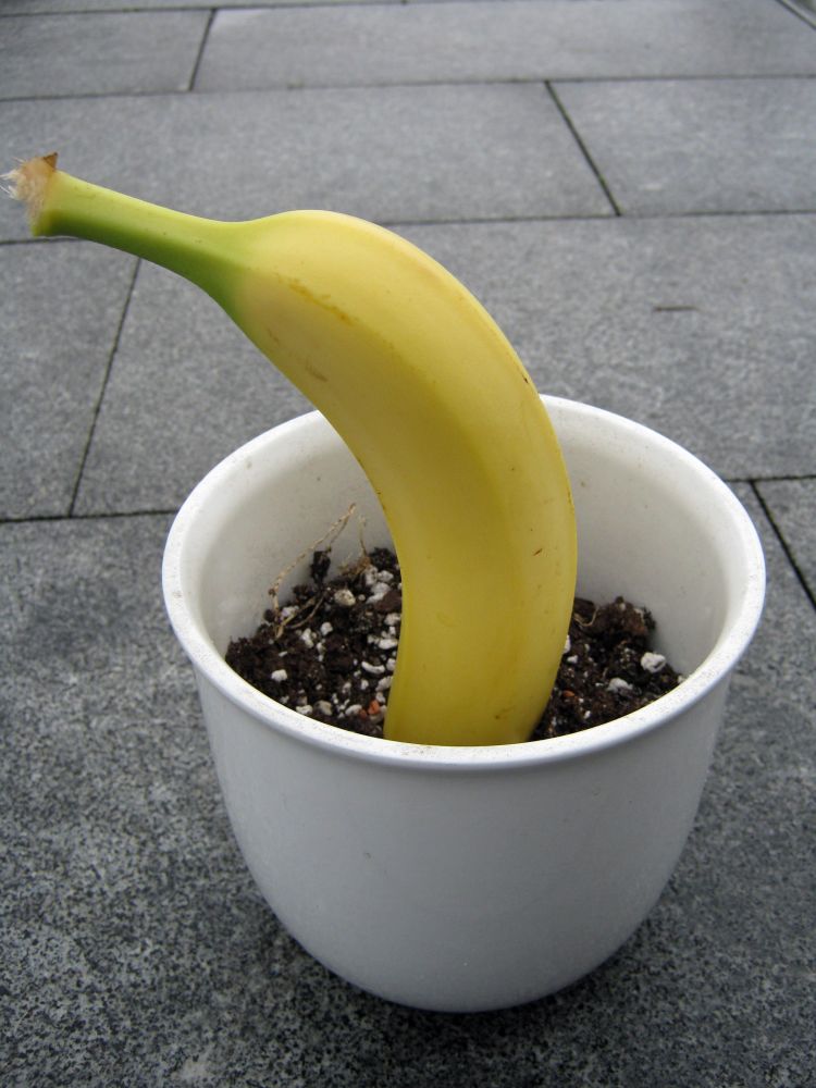 Banane züchten - Wie sehen die Samen aus? - Samen &amp; Anzucht ...