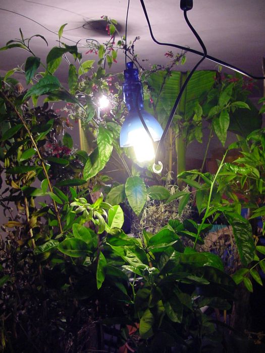 Wachstumslampen - Pflanzenlampen - Beleuchtung im Winter - Tipps