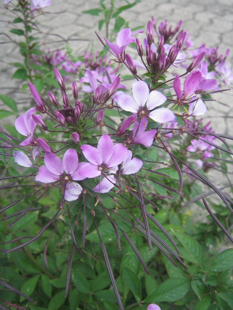 Cleome spinosa mehr als nur ein Lückenbüßer PflanzenMagazin