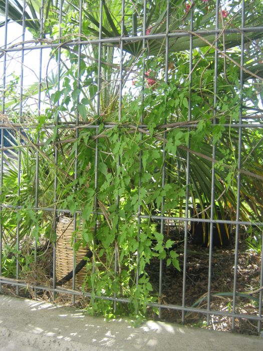 wohnzimmer palme pflege:Wohnzimmer palme pflege : Schönranke Eccremocarpus scaber Pflanzen wohnzimmer palme pflege:Wohnzimmer palme pflege : Schönranke Eccremocarpus scaber Pflanzen
