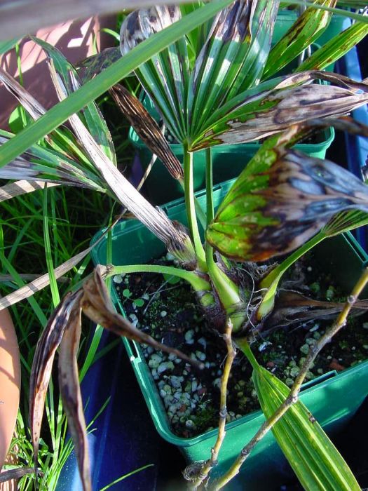 Hanfpalme nach dem Winter braune Blätter