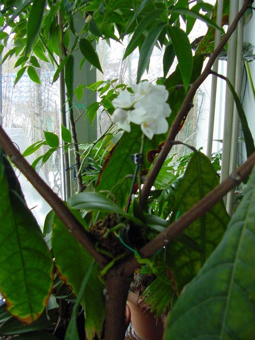orchidee auf baumstamm aufbringen?? pflanzen& botanik green24 hilfe pflege bilder Küchenkräuter Topf Pflege ~ orchidee auf baumstamm aufbringen?? pflanzen& botanik green24 hilfe pflege bilder