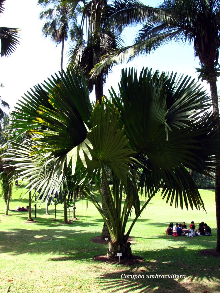 Corypha umbraculifera Talipot Palme Pflanzenlexikon & Steckbriefe