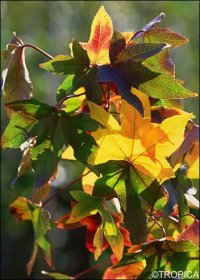 Liquidambar styraciflua Amerikanischer Amberbaum Anleitungen