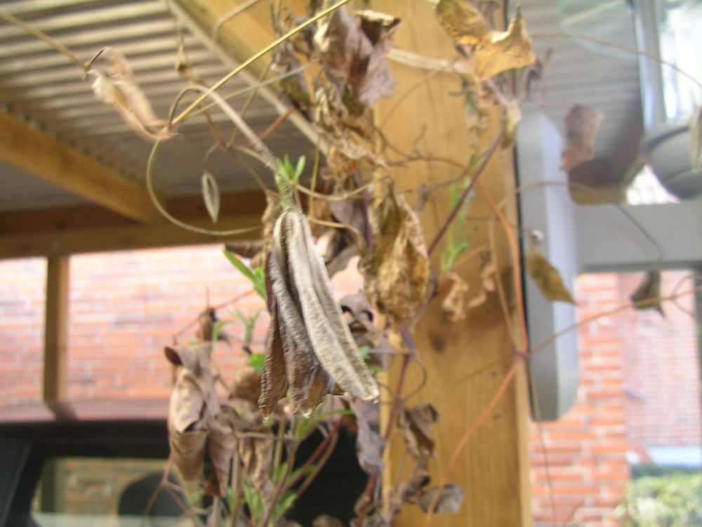 Clematis Pflegen & Schneiden & Veredeln GREEN24
