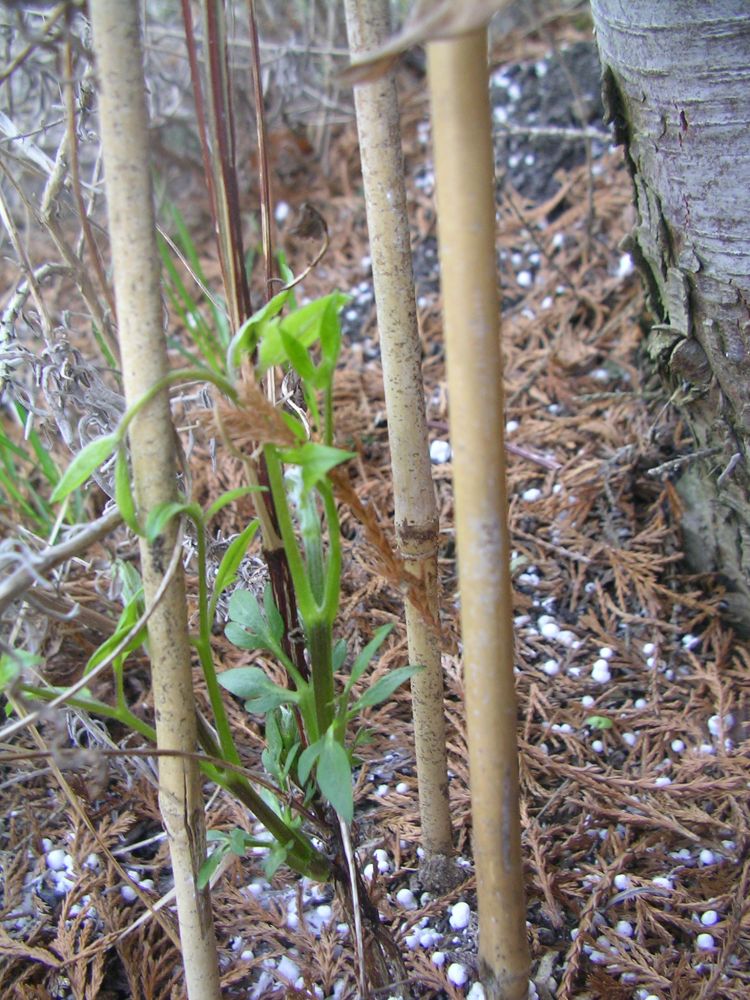Clematis Vertrocknet Clematis Vertrocknet