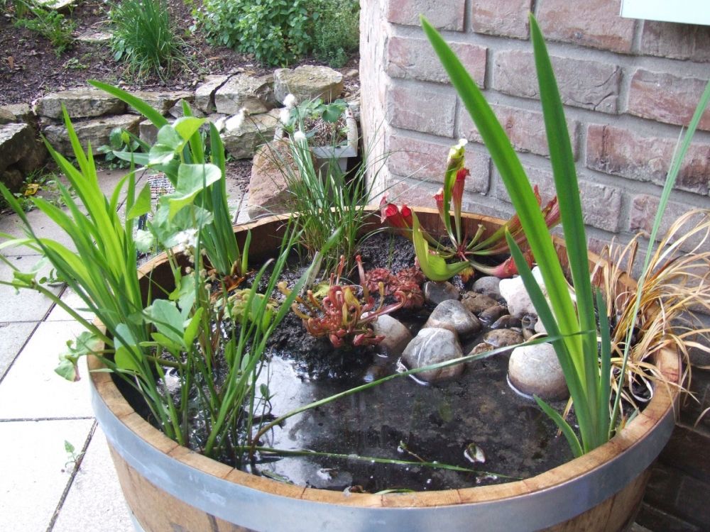 Kübelteich – Der Bonsai unter den Teichen - Pflanzen-Magazin - Pflanzen