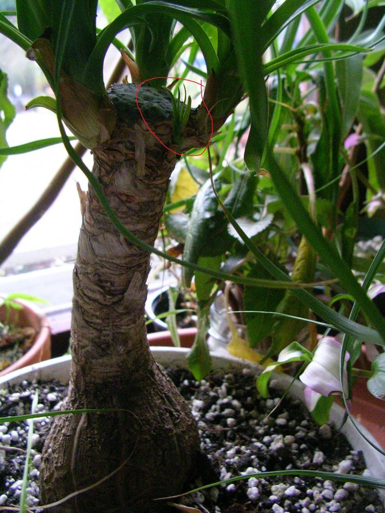 Flaschenbaum gekauft...und jetzt??? Elefantenfuß - Pflegen ... Flaschenbaum gekauft...und jetzt??? Elefantenfuß - Pflegen ...