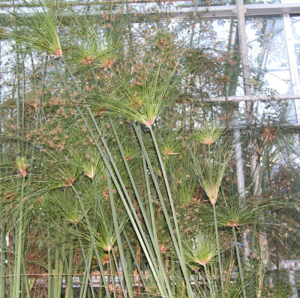 Echter Papyrus PflanzenMagazin Pflanzen wunderschön GREEN24