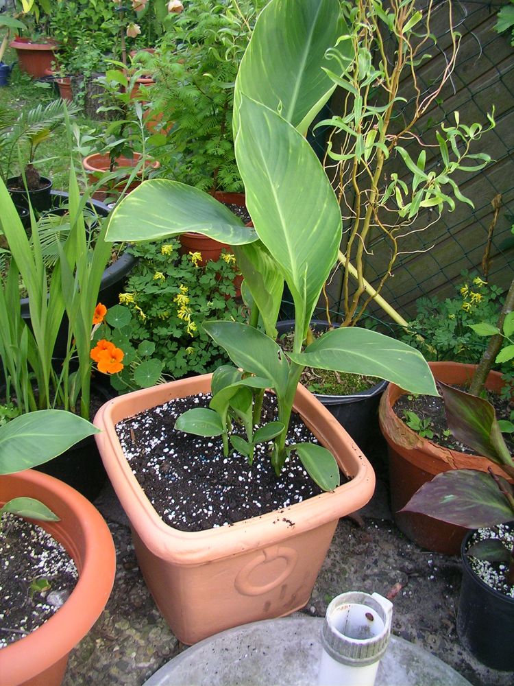 an alle CannaKenner! Canna blüht (noch) nicht Pflegen & Schneiden