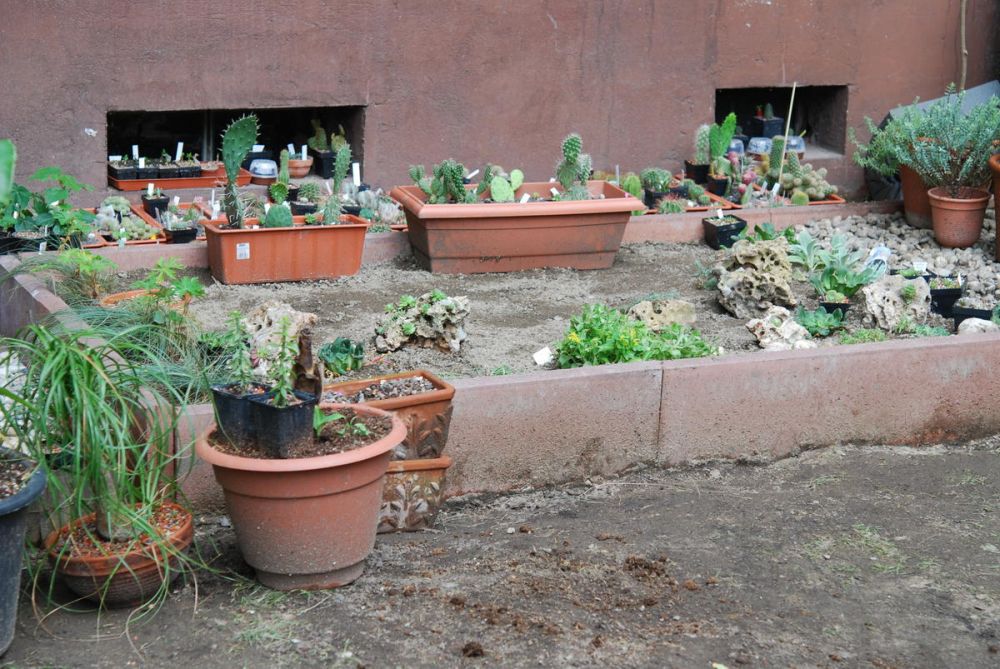 Projekt Kakteen- und Sukkulentenbeet - Gartenplanung & Gartengestaltung