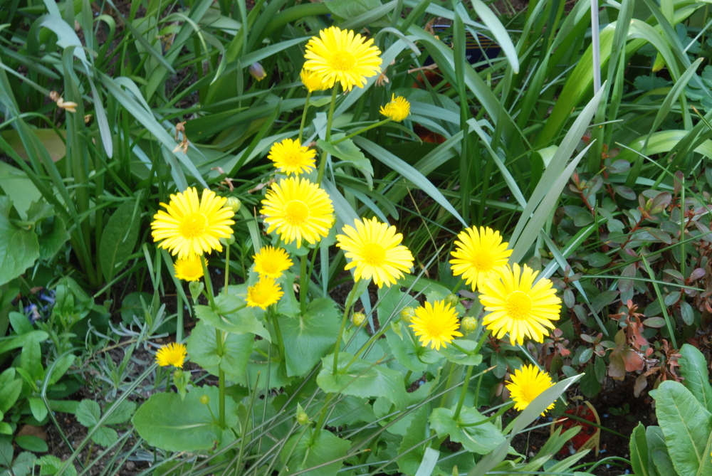 Gelber Frühjahrsblüher??? Gemswurz Doronicum orientale