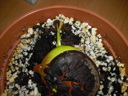 Bild