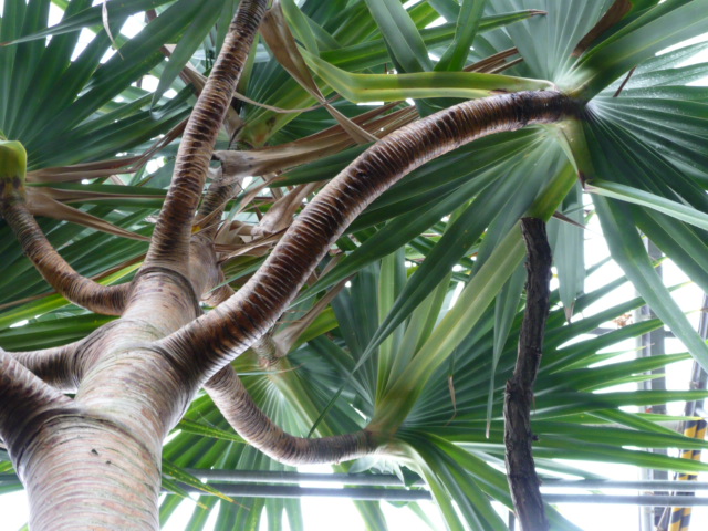 Sukkulenten Tante S Blog Botanischer Garten Uni Mainz Teil 3