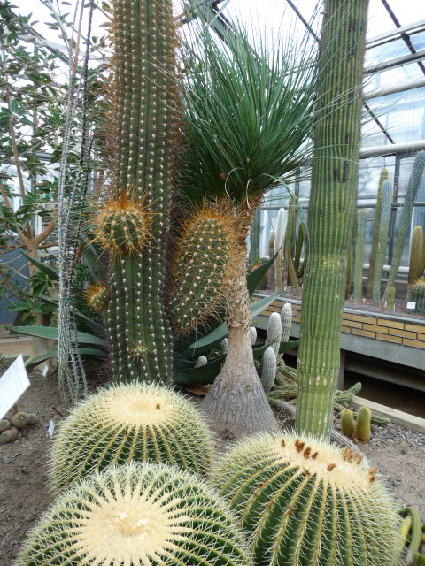 Sukkulenten Tante S Blog Botanischer Garten Uni Mainz Teil 2