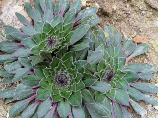 Sukkulenten Tante S Blog Botanischer Garten Uni Mainz Teil 1