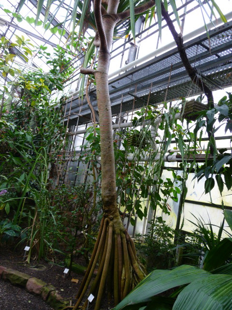 Sukkulenten Tante S Blog Botanischer Garten Uni Mainz Teil 3