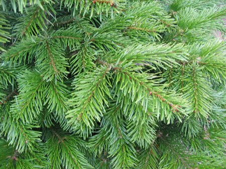 abies-nordm-03.jpg
