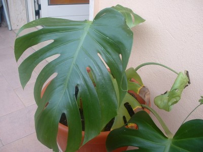 pflanze 001.JPG