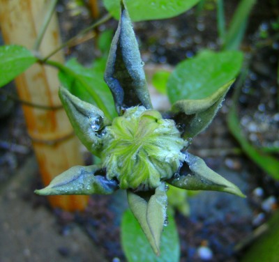 clematistropfen.jpg