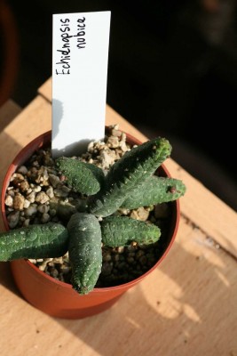 Echidnopsis nubica.JPG