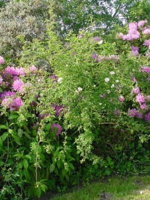 Wildrose Pflanze.jpg