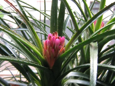 Unbekanntes Pflegekind.JPG