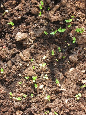 Image00008.jpg
